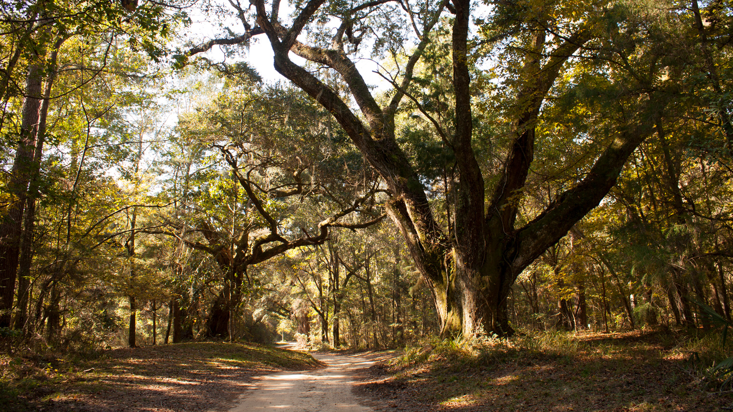 Historic Blakely State Park