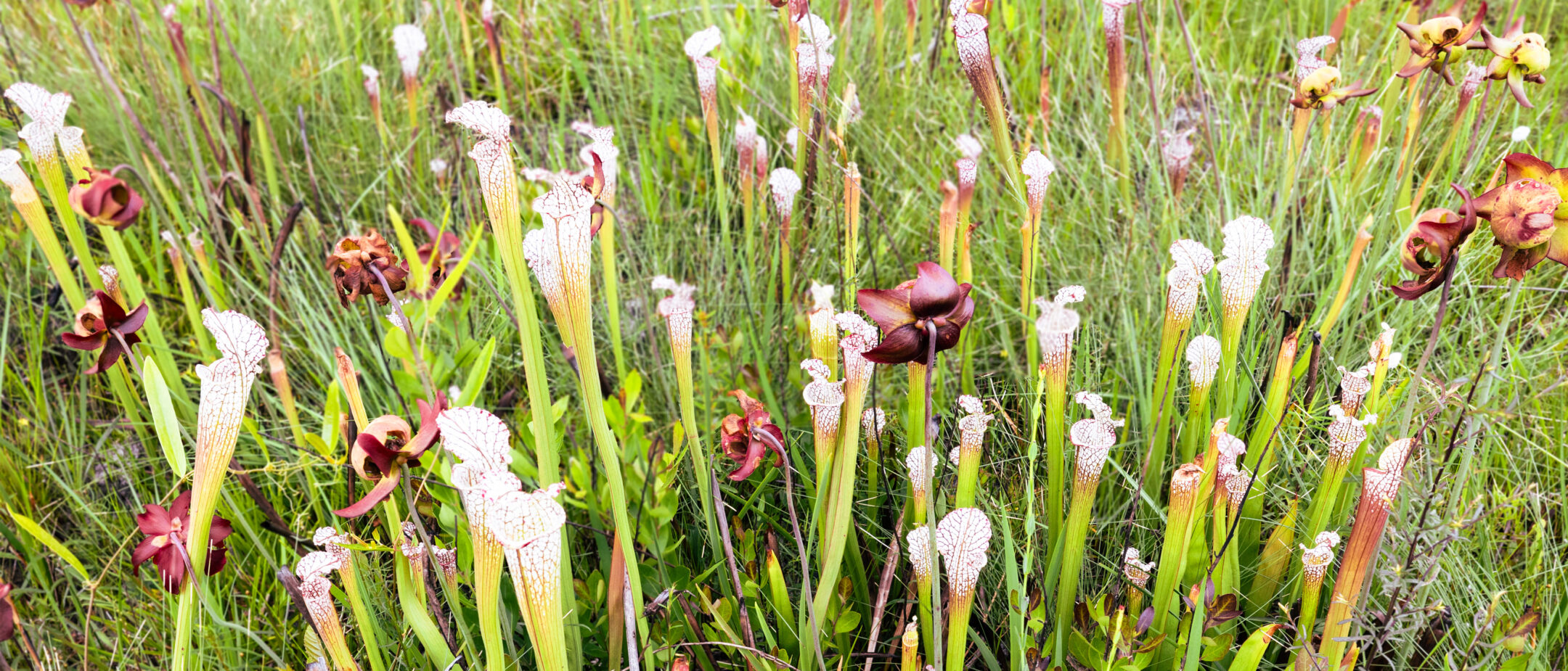 Pitcher Plant Bog