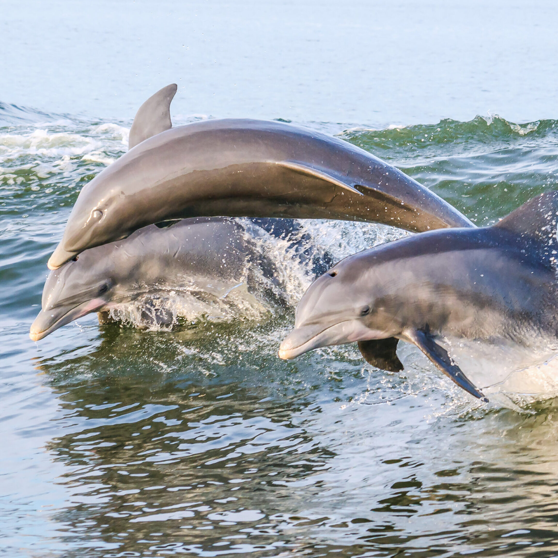 Three Dolphins jumping from the water on the Alabama Gulf Coast.