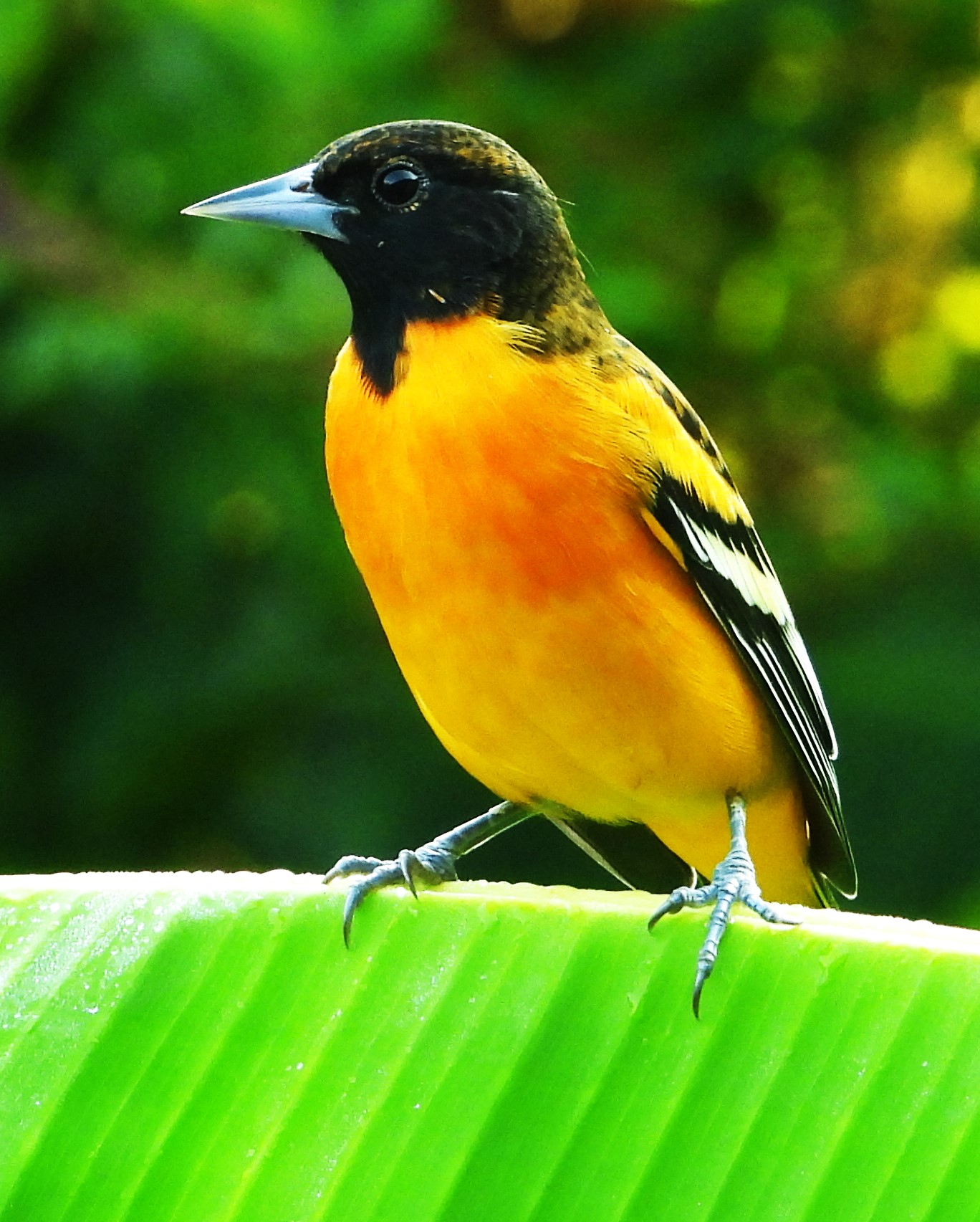 neo-tropical song bird